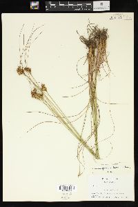 Juncus greenei image