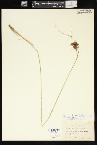 Juncus greenei image