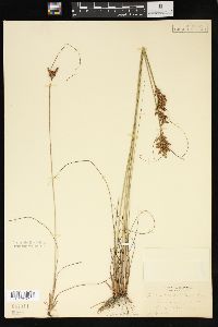 Juncus greenei image