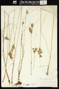 Juncus greenei image