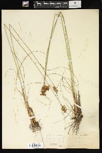 Juncus greenei image