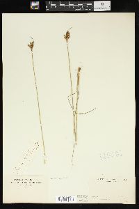 Juncus greenei image