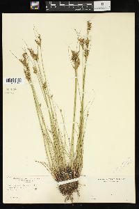 Juncus greenei image