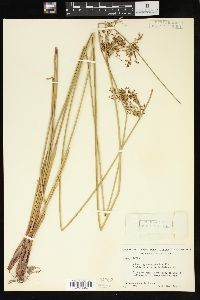 Juncus gymnocarpus image