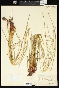 Juncus gymnocarpus image