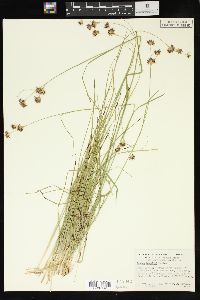 Juncus howellii image