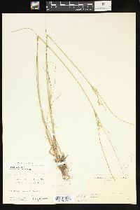 Juncus interior image