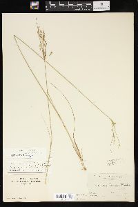 Juncus interior image