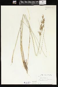 Juncus interior image