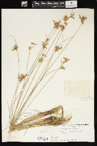 Juncus interior image