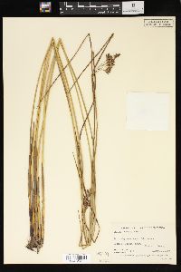 Juncus lesueurii image