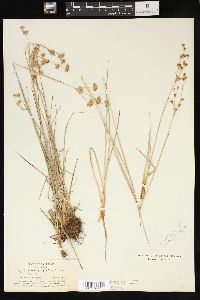 Juncus longistylis image