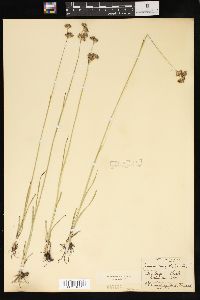 Juncus longistylis image