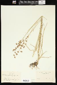 Juncus longistylis image