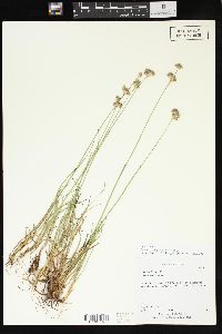 Juncus longistylis image