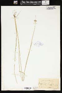 Juncus longistylis image