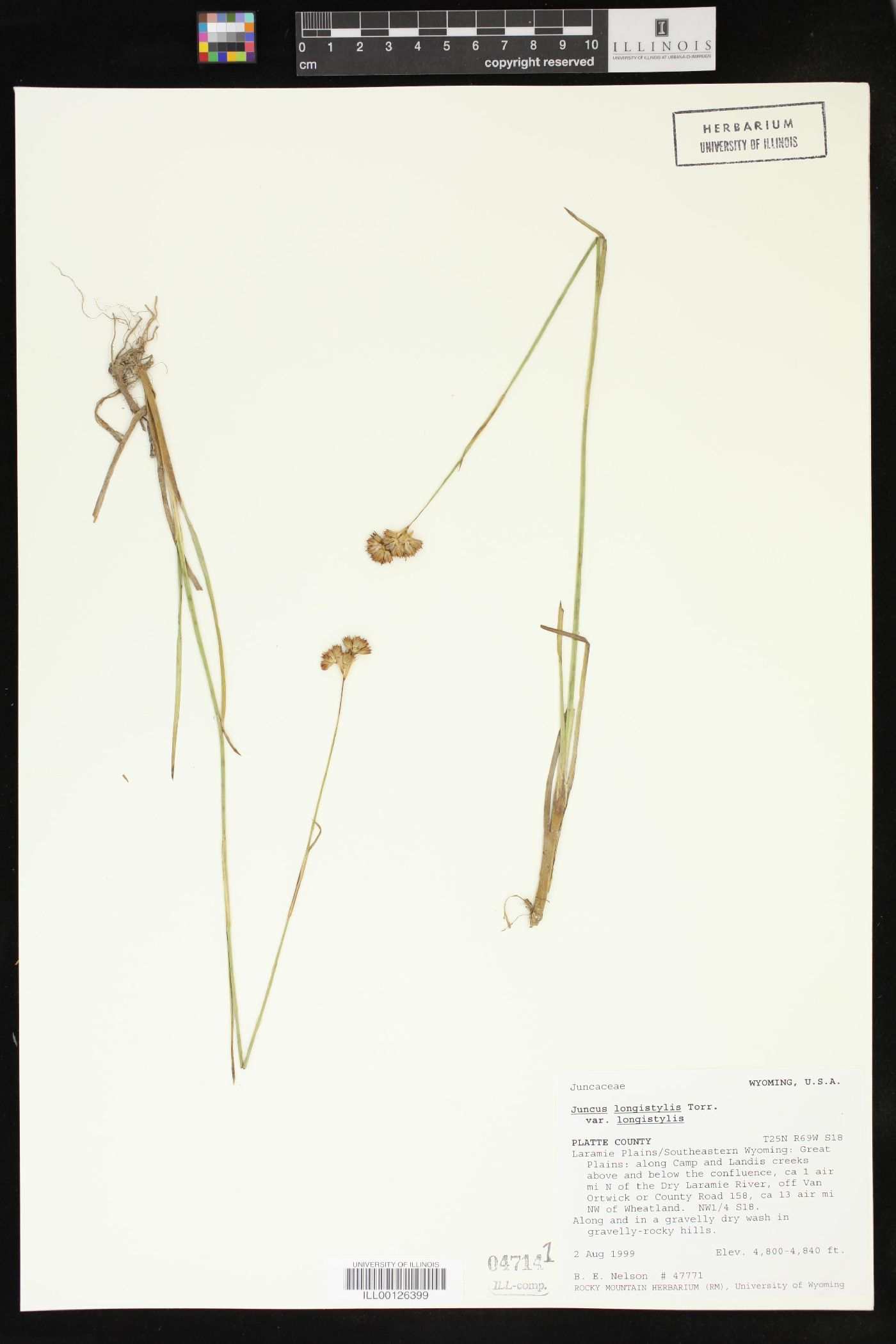 Juncus longistylis var. longistylis image