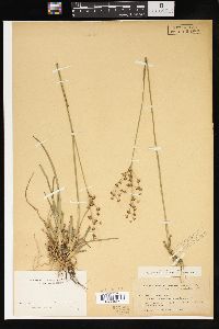 Juncus marginatus var. biflorus image