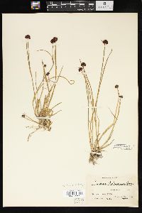 Juncus mertensianus image