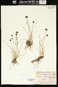 Juncus mertensianus image