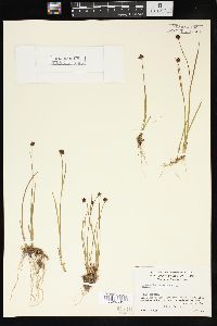 Juncus mertensianus image