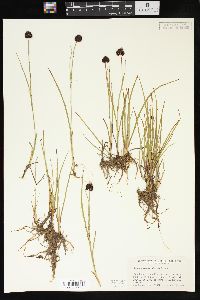 Juncus mertensianus image