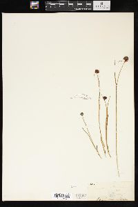 Juncus mertensianus image