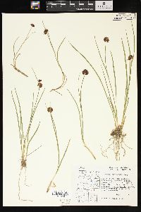 Juncus mertensianus image