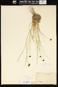 Juncus mertensianus image