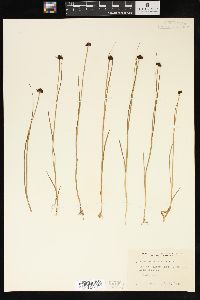 Juncus mertensianus image