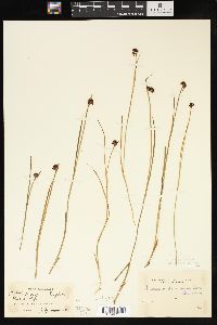 Juncus mertensianus image