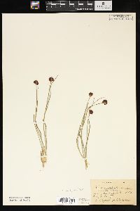 Juncus mertensianus image