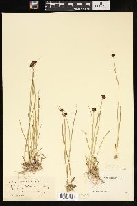 Juncus mertensianus image