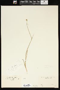 Juncus mertensianus image