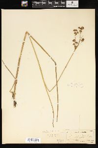 Juncus militaris image