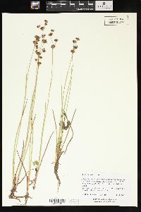 Juncus nevadensis image