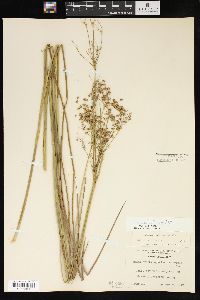 Juncus nodatus image