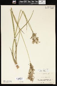 Juncus nodatus image