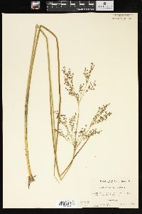 Juncus nodatus image