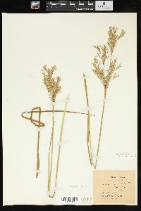 Juncus nodatus image