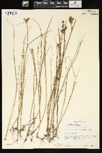 Juncus nodosus image