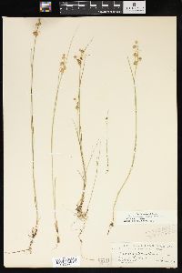 Juncus nodosus image