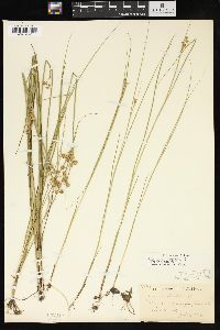 Juncus nodosus image