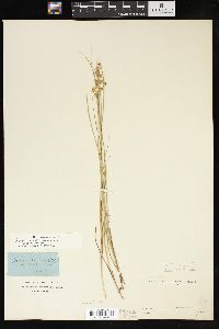 Juncus nodosus image