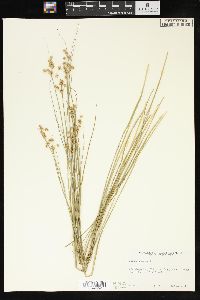 Juncus nodosus image