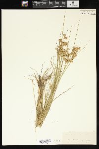 Juncus nodosus image