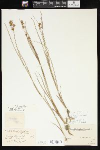 Juncus nodosus image