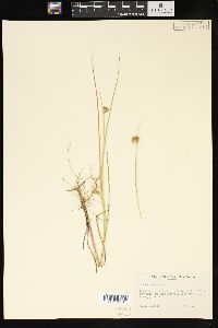 Juncus nodosus image