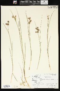 Juncus nodosus image