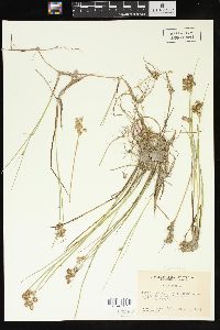 Juncus nodosus image